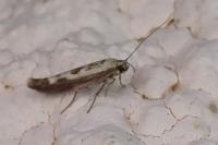 Scythris limbella
