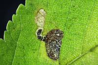 Stigmella viscerella