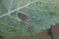 Stigmella viscerella