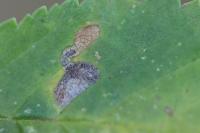 Stigmella viscerella