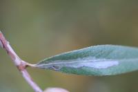 Phyllocnistis saligna