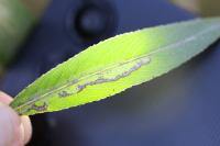 Phyllocnistis saligna