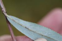 Phyllocnistis saligna