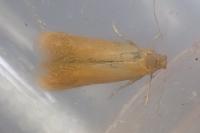 Tischeria ekebladella