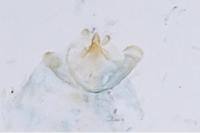 Opostega salaciella
