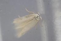 Opostega salaciella