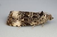 Endothenia marginana
