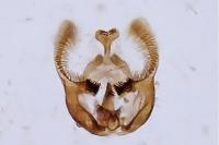 Endothenia marginana