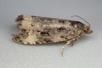 Endothenia marginana