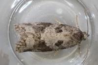 Cnephasia stephensiana