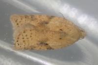 Acleris ferrugana