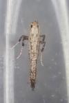 Parornix carpinella