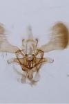 Parornix carpinella