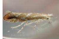 Phyllonorycter issikii