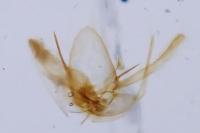 Phyllonorycter issikii