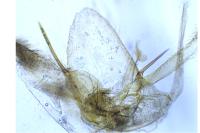 Phyllonorycter issikii