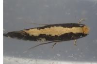 Monopis obviella