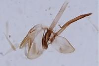 Monopis obviella
