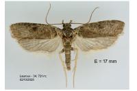 Agonopterix cnicella