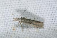 Dichomeris helianthemi