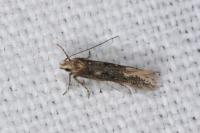 Oxypteryx parahelotella