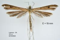Stenoptilia plagiodactyla