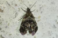Tebenna micalis