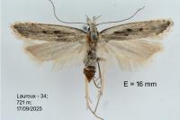 Dichomeris helianthemi