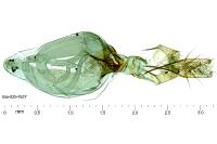 Dichomeris helianthemi