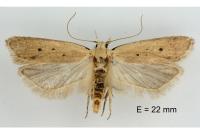 Nothris verbascella