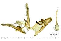 Nothris verbascella