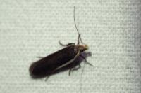 Nothris lemniscellus