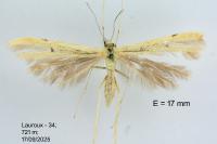 Hellinsia carphodactyla