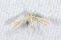 Hellinsia carphodactyla