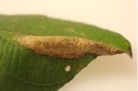 Phyllonorycter salicicolella