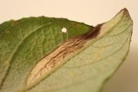 Phyllonorycter salicicolella