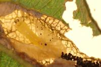 Phyllonorycter salicicolella