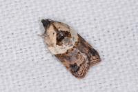 Acleris variegana