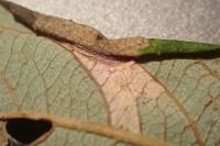 Phyllonorycter salicicolella
