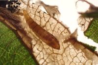 Phyllonorycter salicicolella