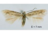 Bucculatrix regaella