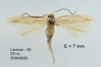 Bucculatrix regaella
