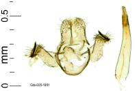 Bucculatrix regaella