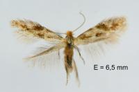 Bucculatrix ulmella