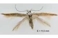 Coleophora acrisella
