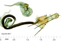 Coleophora acrisella
