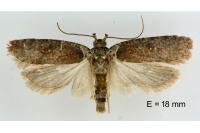 Agonopterix cnicella