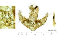 Agonopterix cnicella