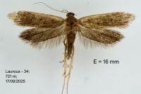 Anacampsis timidella