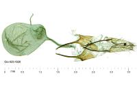 Anacampsis timidella